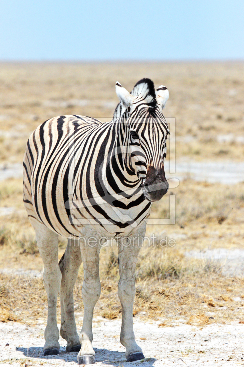 Bild-Nr.: 12949970 Steppenzebra erstellt von DirkR