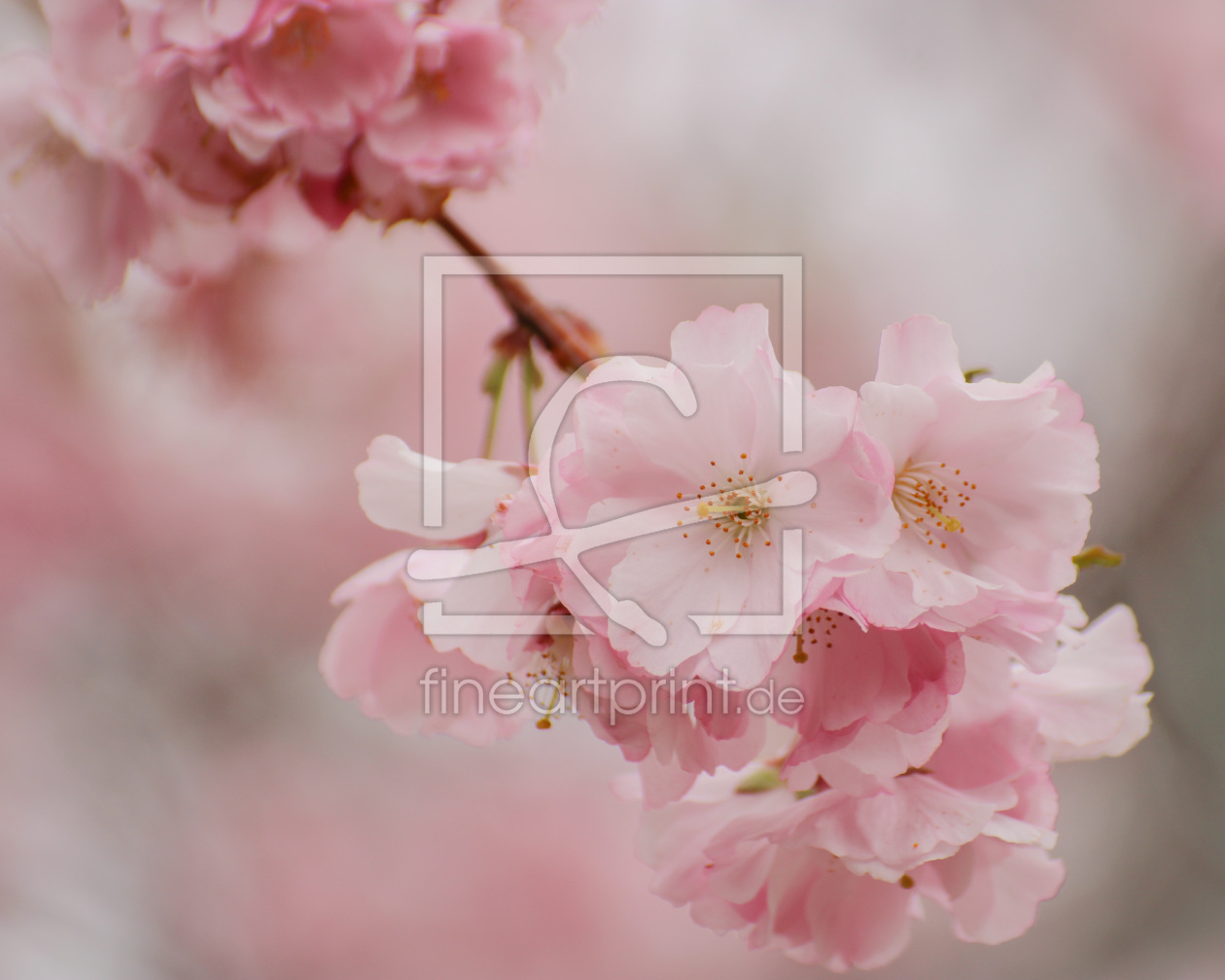 Bild-Nr.: 12950016 Frühlingsblüten erstellt von PhotoMah