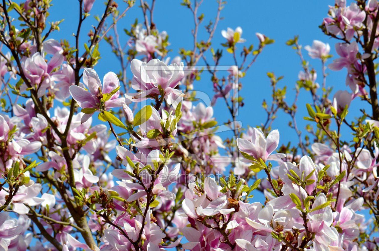 Bild-Nr.: 12950077 Magnolien erstellt von Atteloi