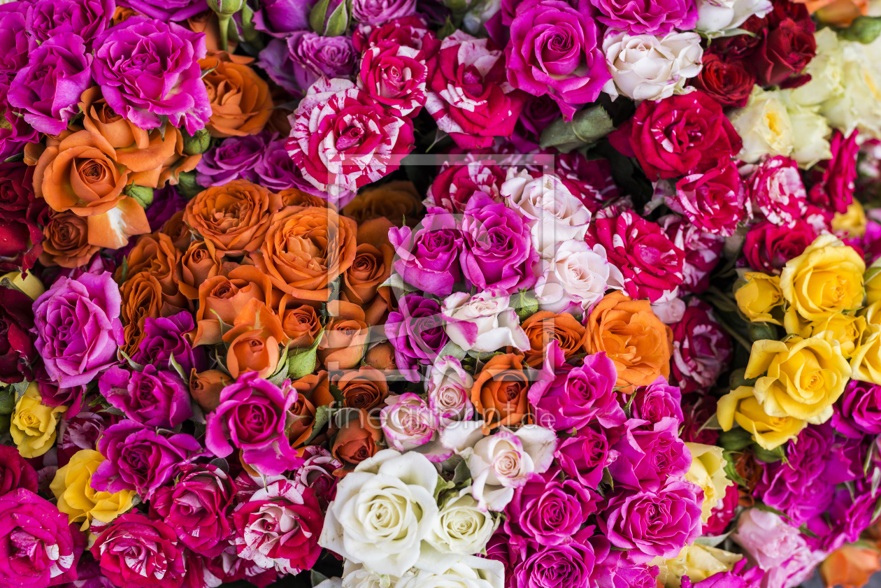 Bild-Nr.: 12950291 Rosen erstellt von danielschoenen