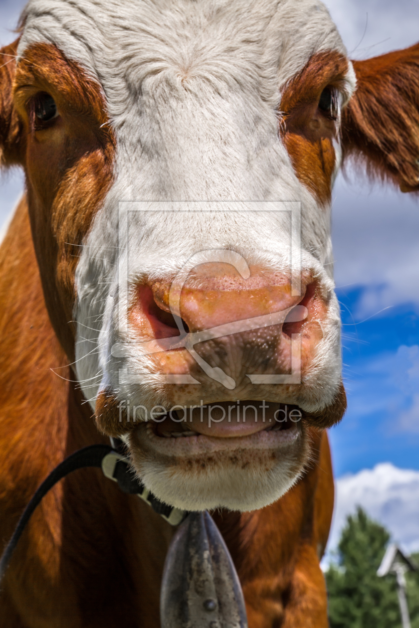 Bild-Nr.: 12950479 Kuh auf der Alm erstellt von MartinaW