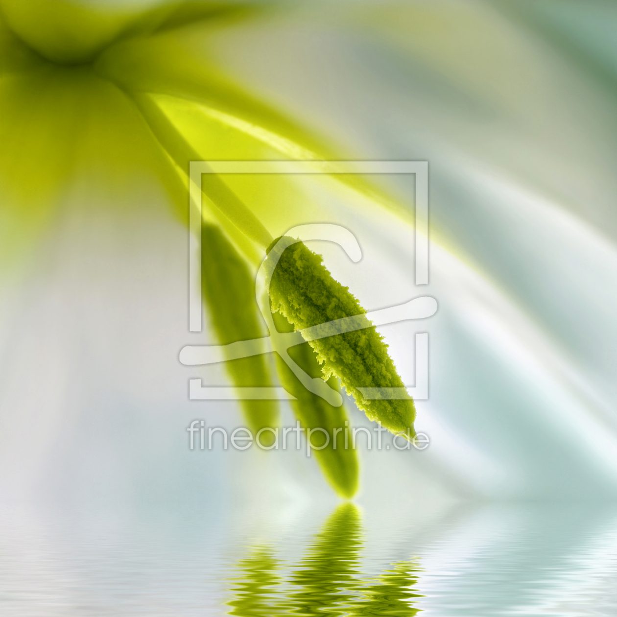 Bild-Nr.: 12950521 Tulpe mit Spiegelung erstellt von Atteloi