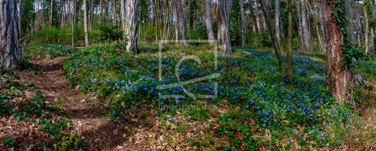 Bild-Nr.: 12950566 Frühlingswald mit blauem Immergrün erstellt von Leopold-Brix