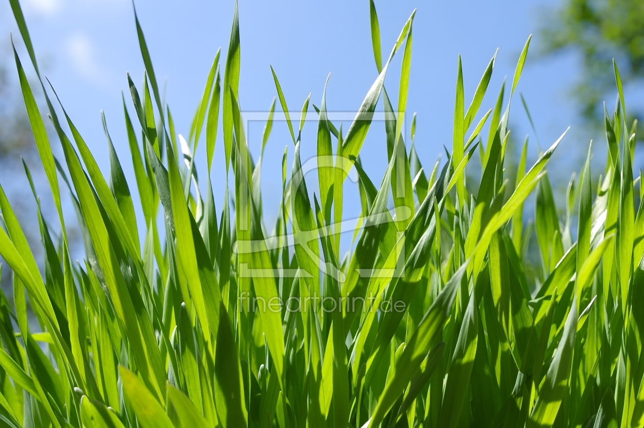 Bild-Nr.: 12956890 Frische grüne Grashalme gegen den blauen Himmel erstellt von gabii40