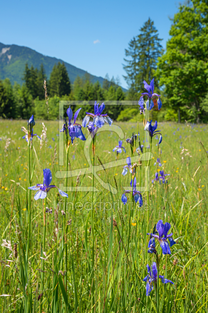 Bild-Nr.: 12957128 Blaue Iris im Murnauer Moos erstellt von SusaZoom