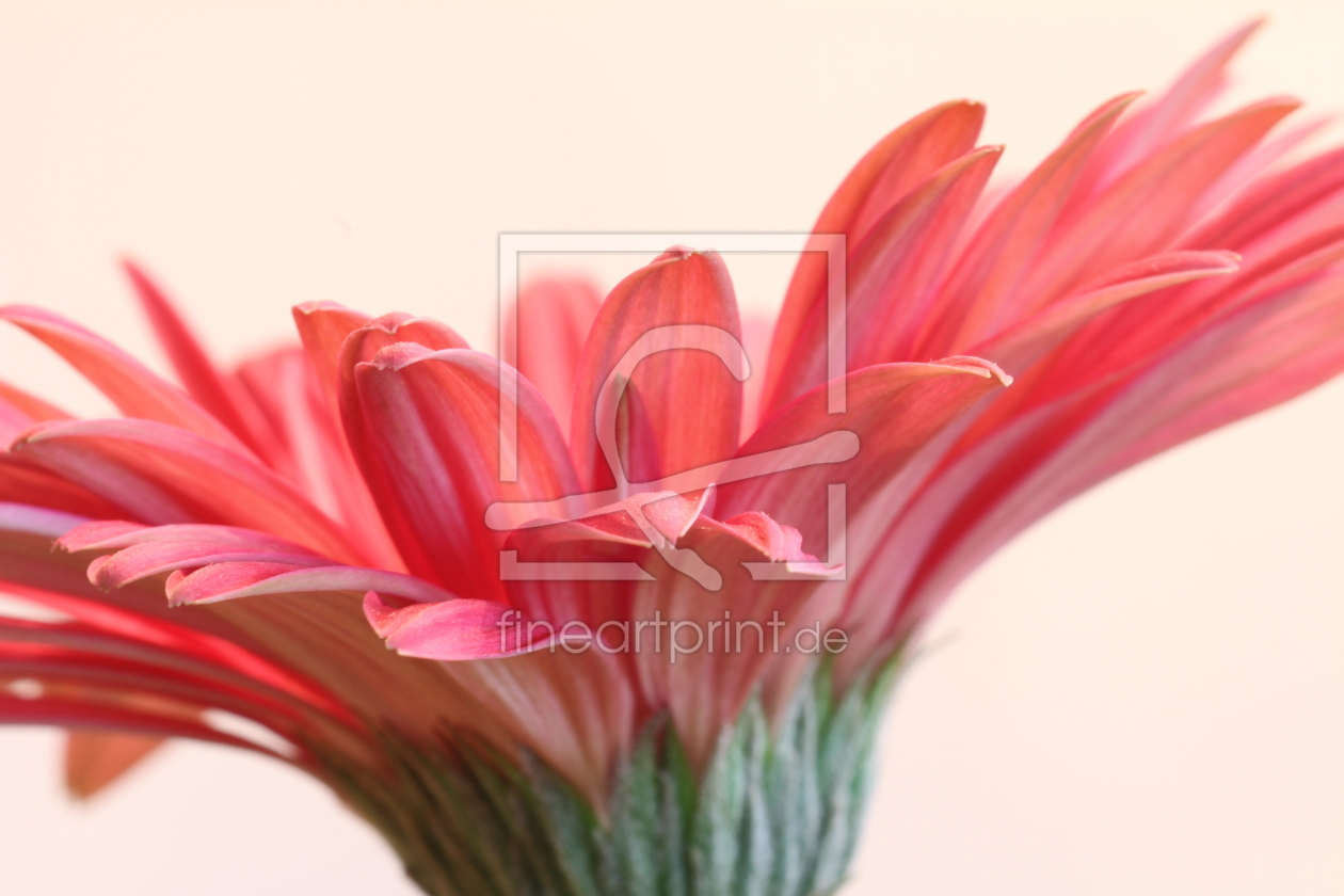 Bild-Nr.: 12957403 Gerbera erstellt von Gerhard Albicker