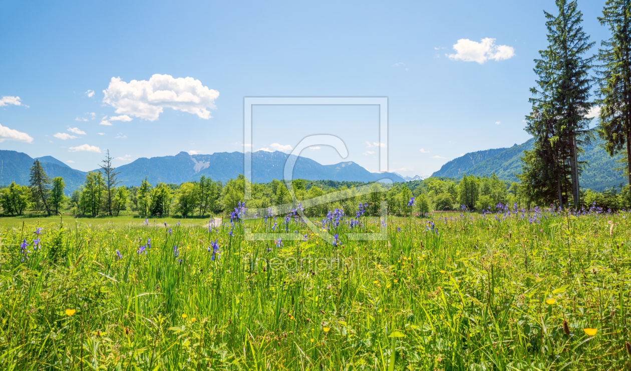 Bild-Nr.: 12957596 Blühende Iris im Murnauer Moos erstellt von SusaZoom