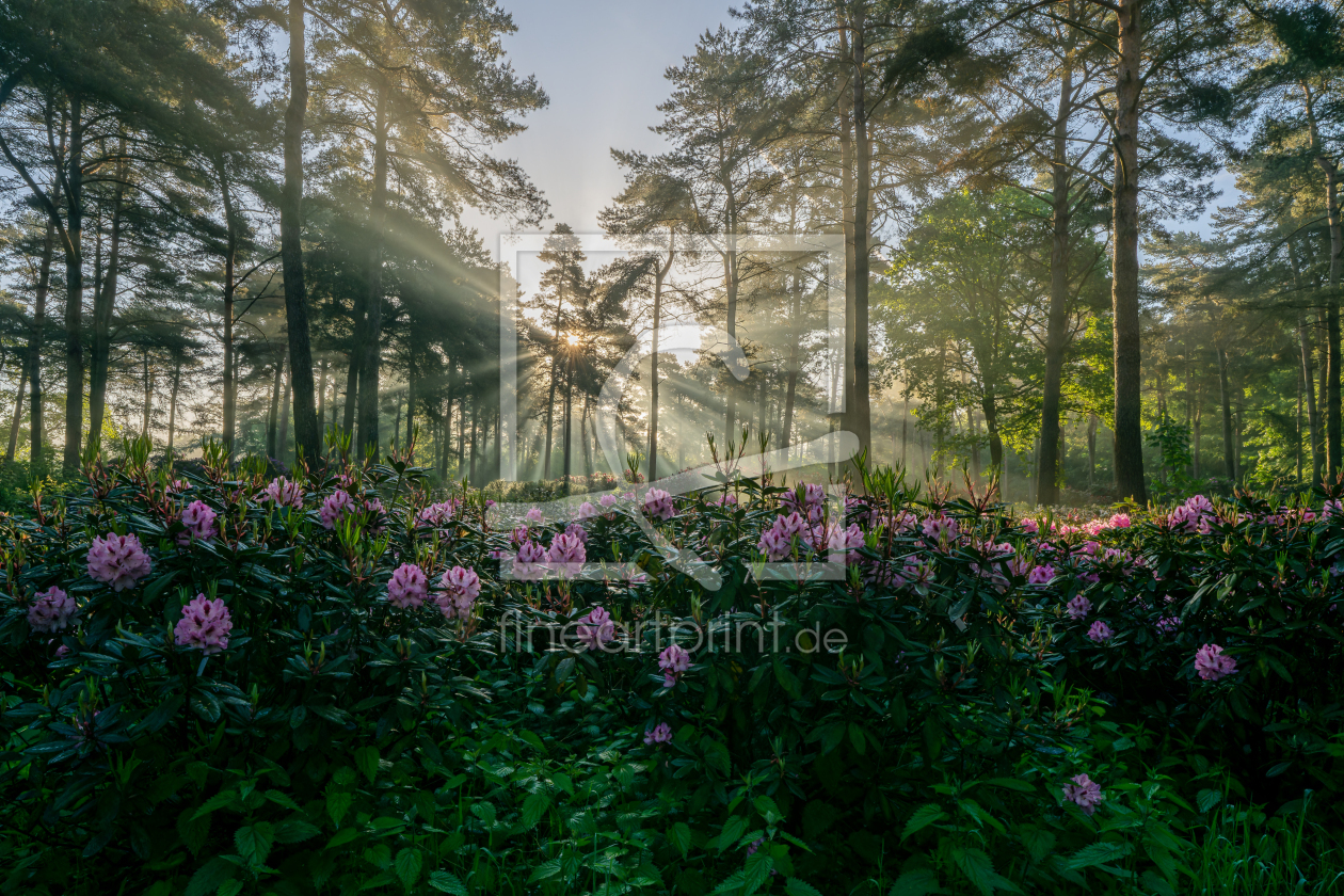 Bild-Nr.: 12957721 Tagesanbruch im Rhododendronwald erstellt von volker heide