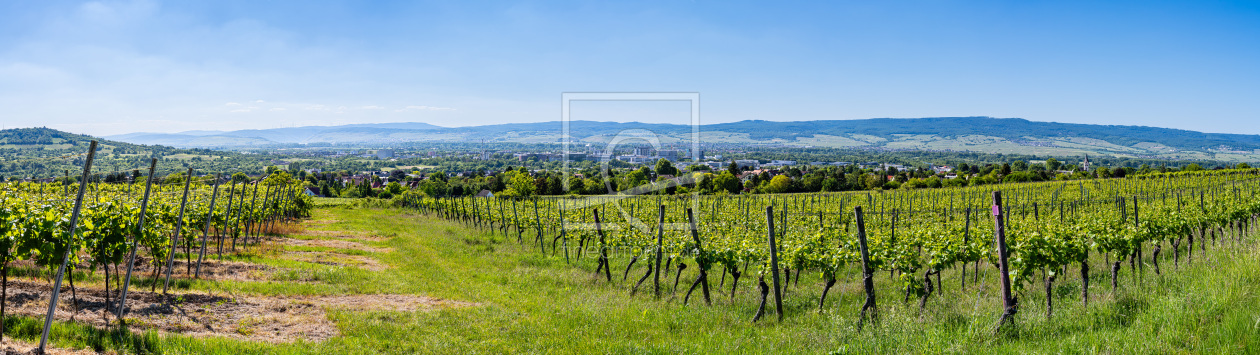 Bild-Nr.: 12958042 Ingelheim von Weinbergen -5- erstellt von Erhard Hess