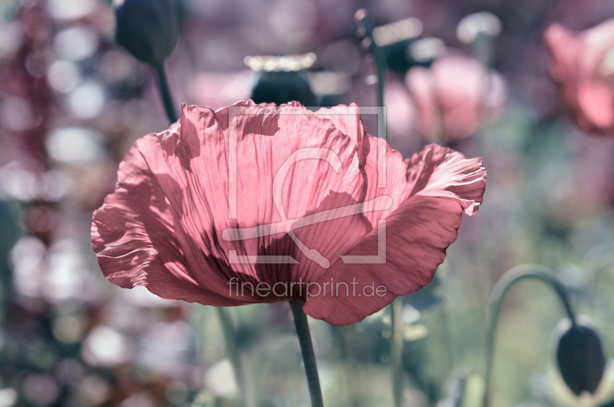 Bild-Nr.: 12960946 Mohnblumen erstellt von Atteloi