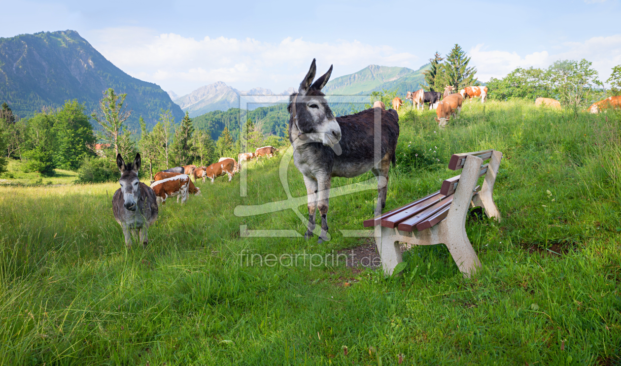 Bild-Nr.: 12961250 Neugierige herde an der Rastbank erstellt von SusaZoom