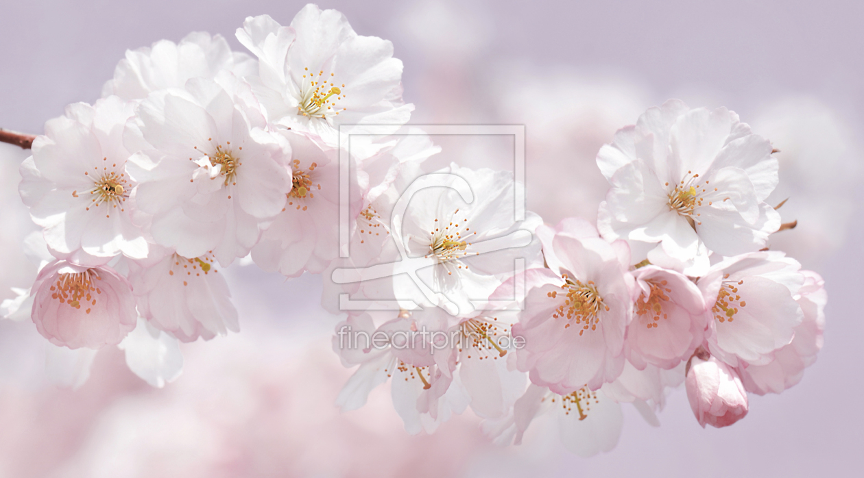 Bild-Nr.: 12961372 Kirschblüten erstellt von Atteloi