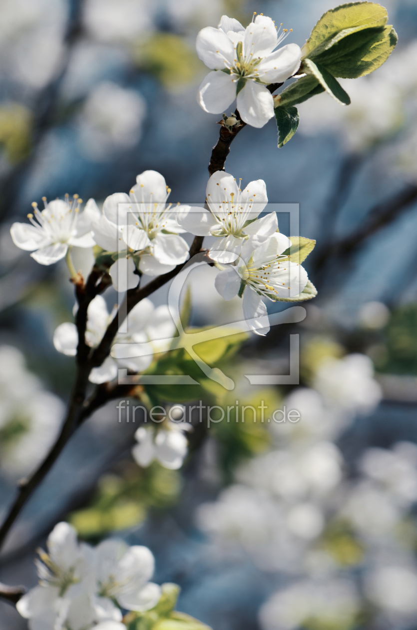 Bild-Nr.: 12961466 Frühlingsblüten erstellt von Atteloi