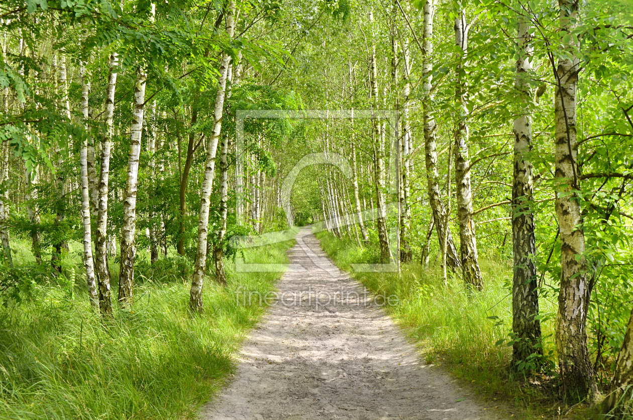 Bild-Nr.: 12961735 Birkenwald erstellt von Atteloi