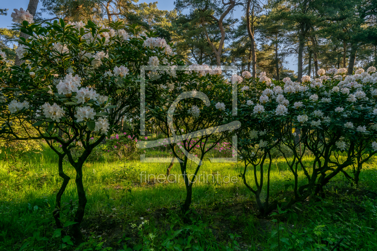 Bild-Nr.: 12961851 Rhododendronwald in Dülmen erstellt von volker heide