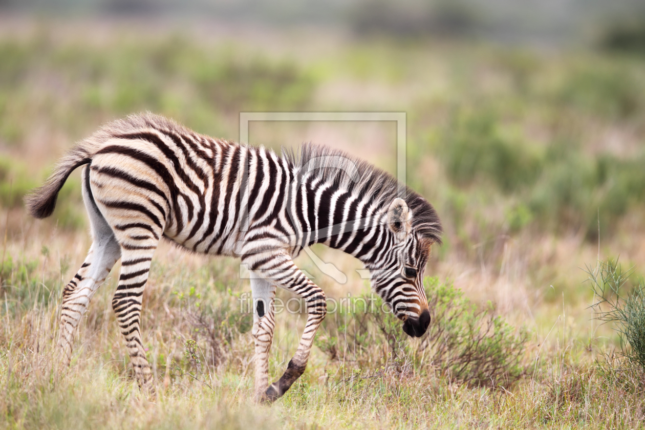Bild-Nr.: 12962155 Zebra-Fohlen in Südafrika erstellt von DirkR