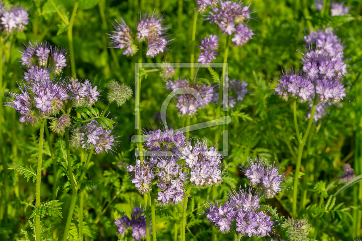 Bild-Nr.: 12963995 Phacelia auf einer Wildblumenwiese erstellt von volker heide