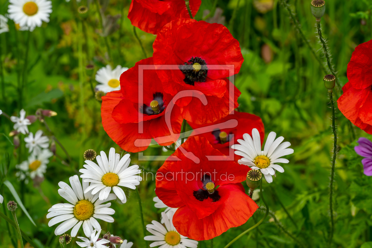 Bild-Nr.: 12963998 Bunte Vielfalt auf der Wildblumenwiese erstellt von volker heide