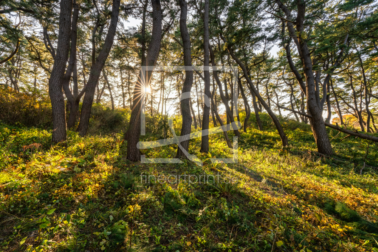 Bild-Nr.: 12964211 Kiefernwald im Sonnenlicht erstellt von eyetronic