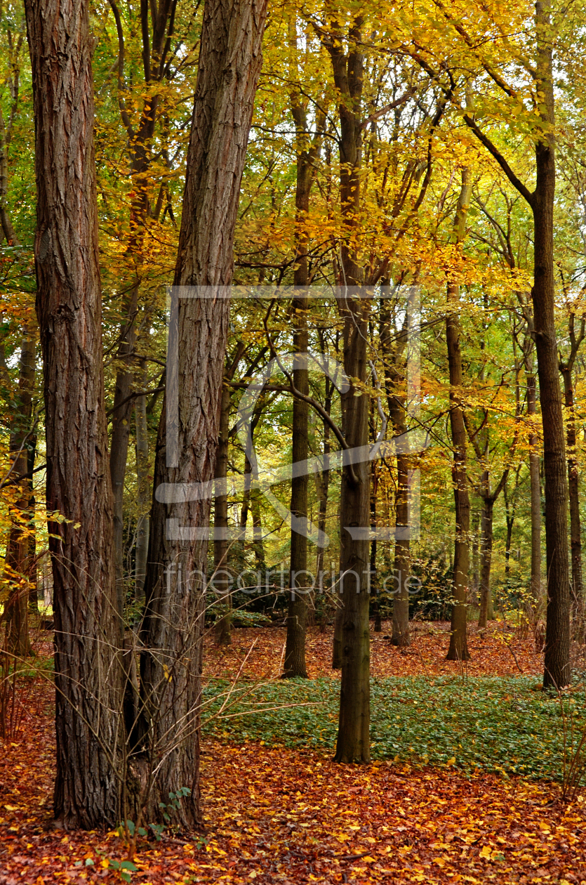 Bild-Nr.: 12964269 Herbstbäume erstellt von Atteloi