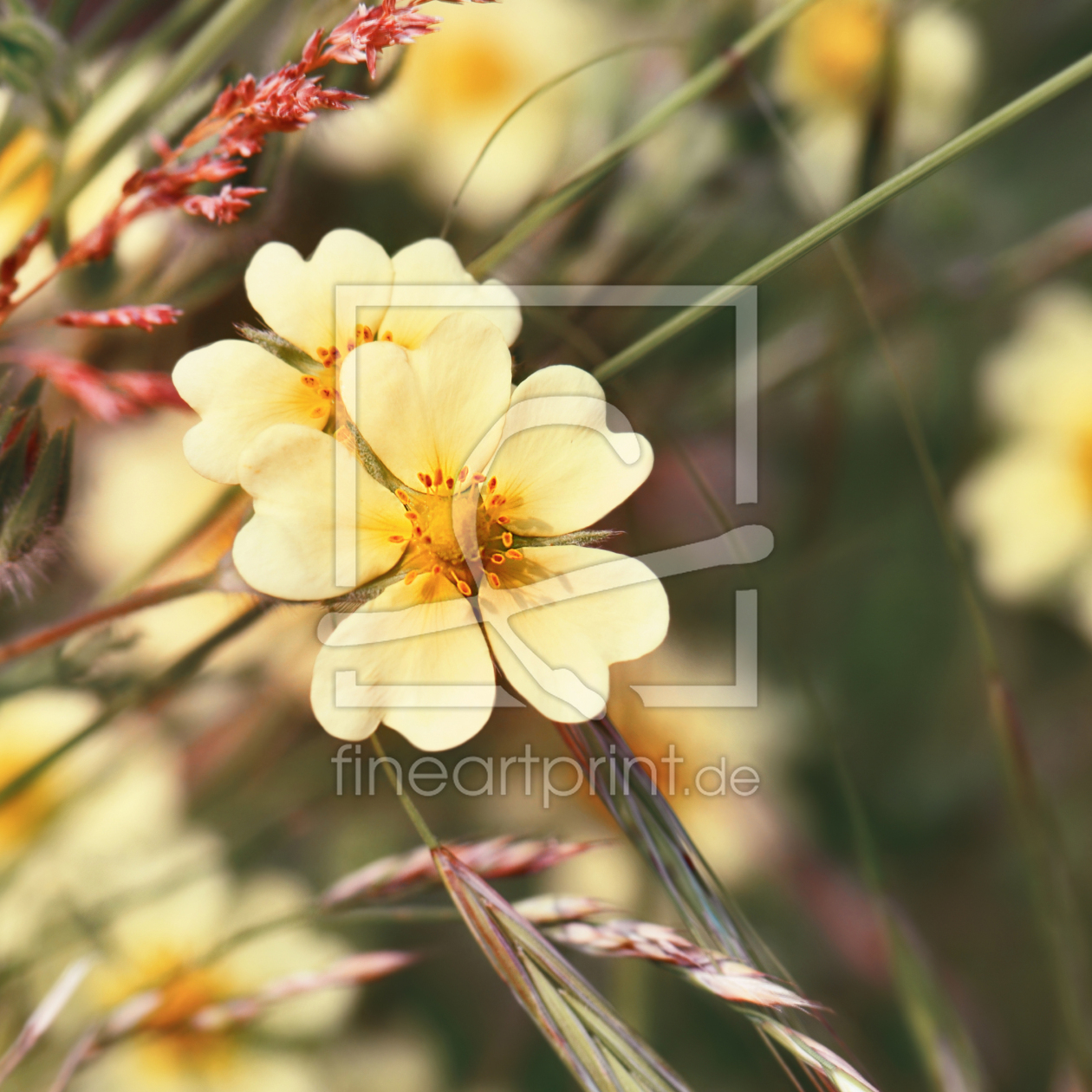 Bild-Nr.: 12964381 Wildblumen erstellt von Atteloi