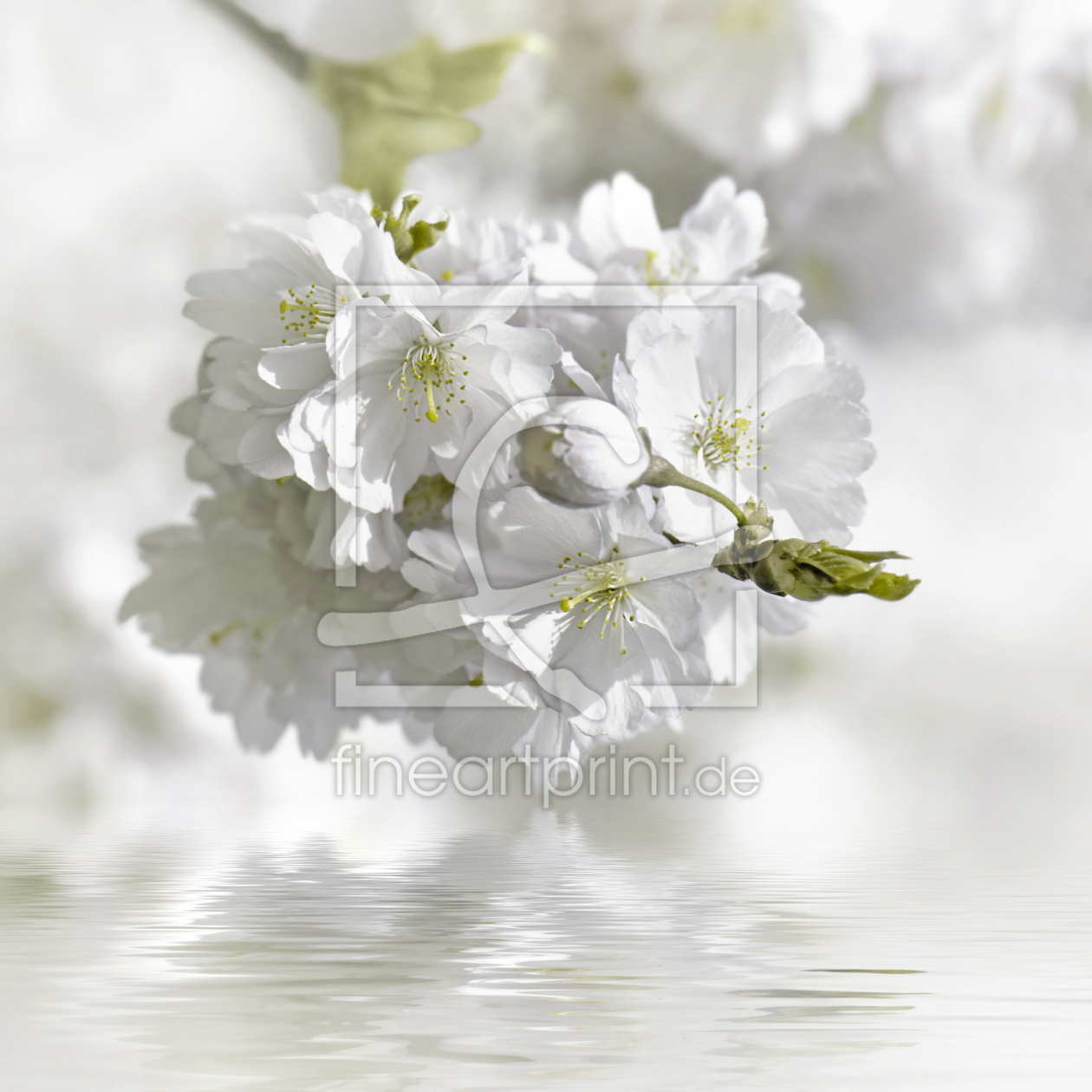 Bild-Nr.: 12964739 Kirschblüten erstellt von Atteloi