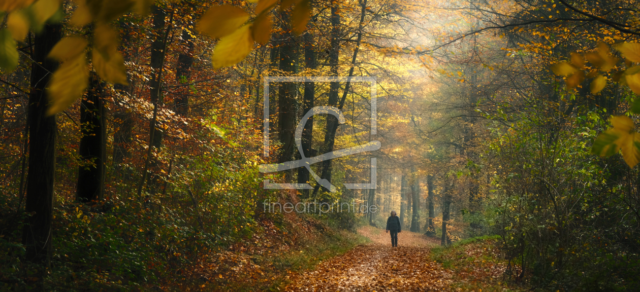 Bild-Nr.: 12964785 Spaziergang im Herbstwald im stimmungsvollem Licht erstellt von Smileus