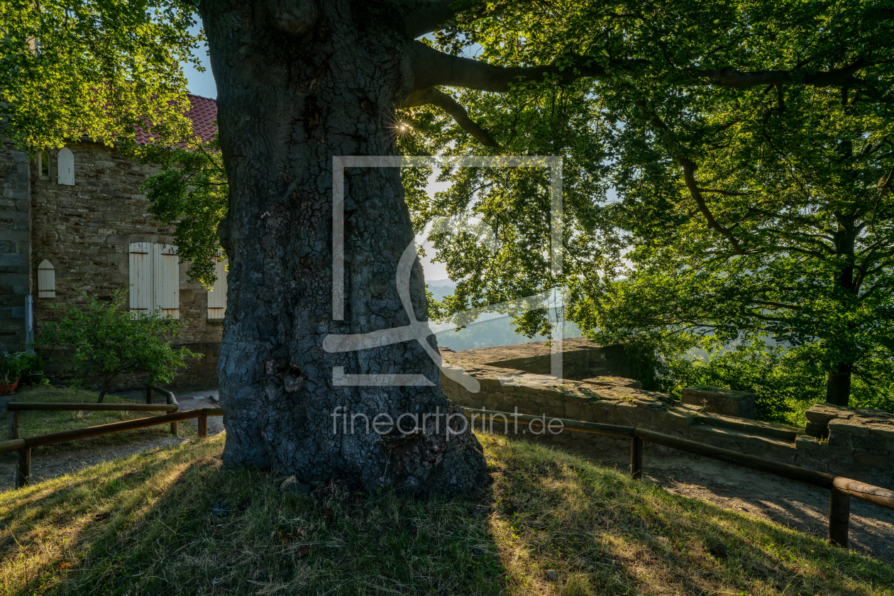 Bild-Nr.: 12964803 alter Baum vor dem Landhaus Custodis erstellt von volker heide