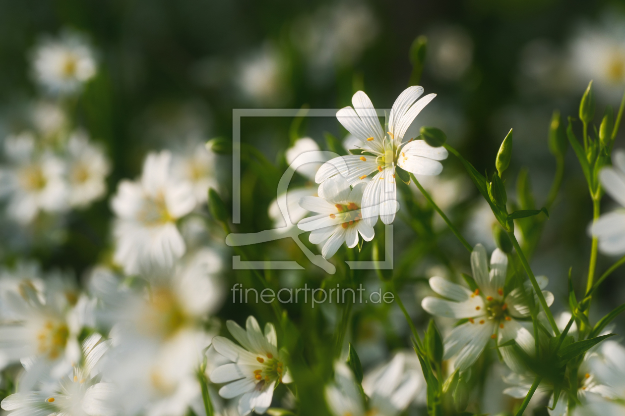 Bild-Nr.: 12964858 Kleine weiße Frühlingsblumen im Sonnenlicht erstellt von Smileus
