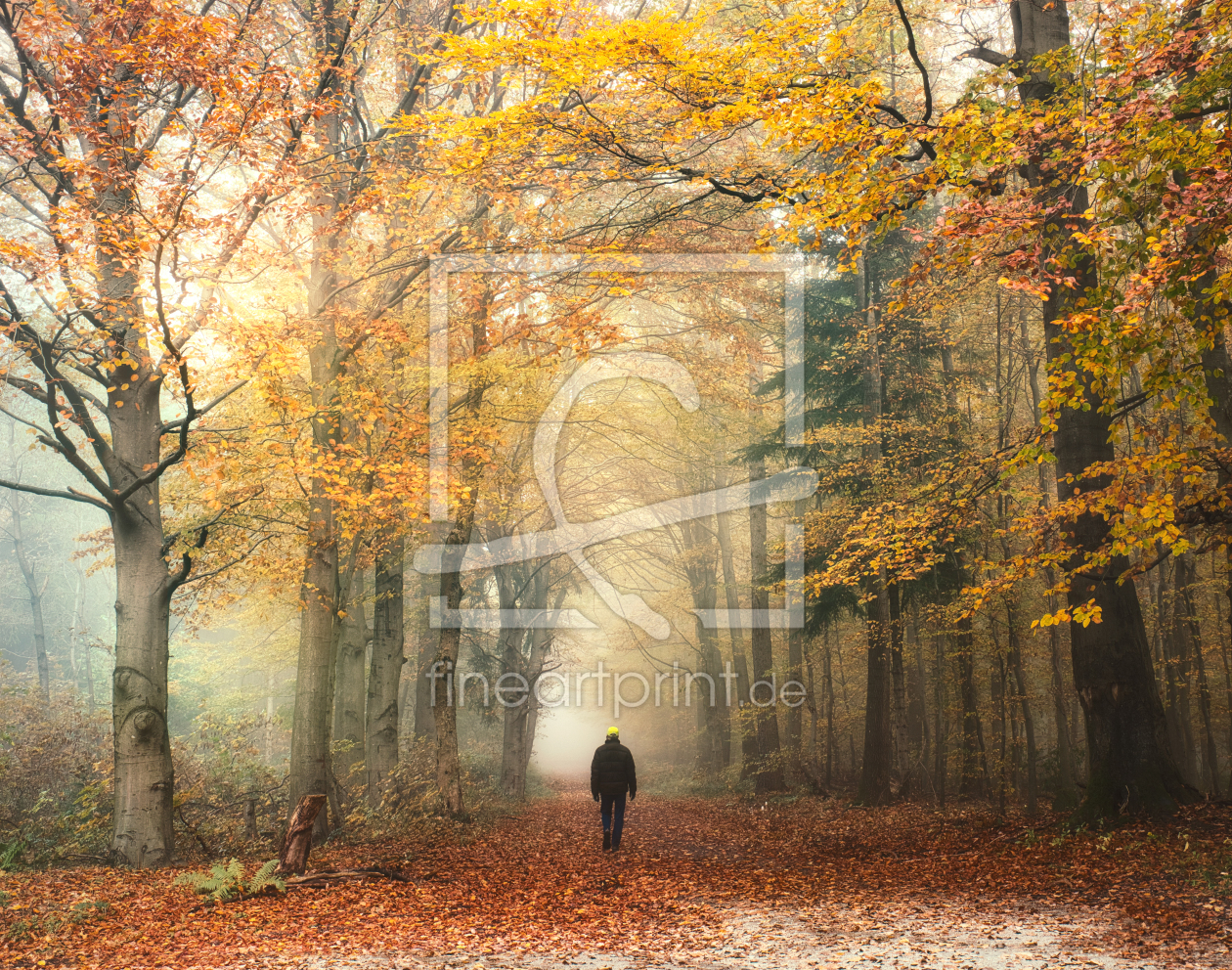 Bild-Nr.: 12964863 Spaziergang in nebliger Herbststimmung im Wald erstellt von Smileus