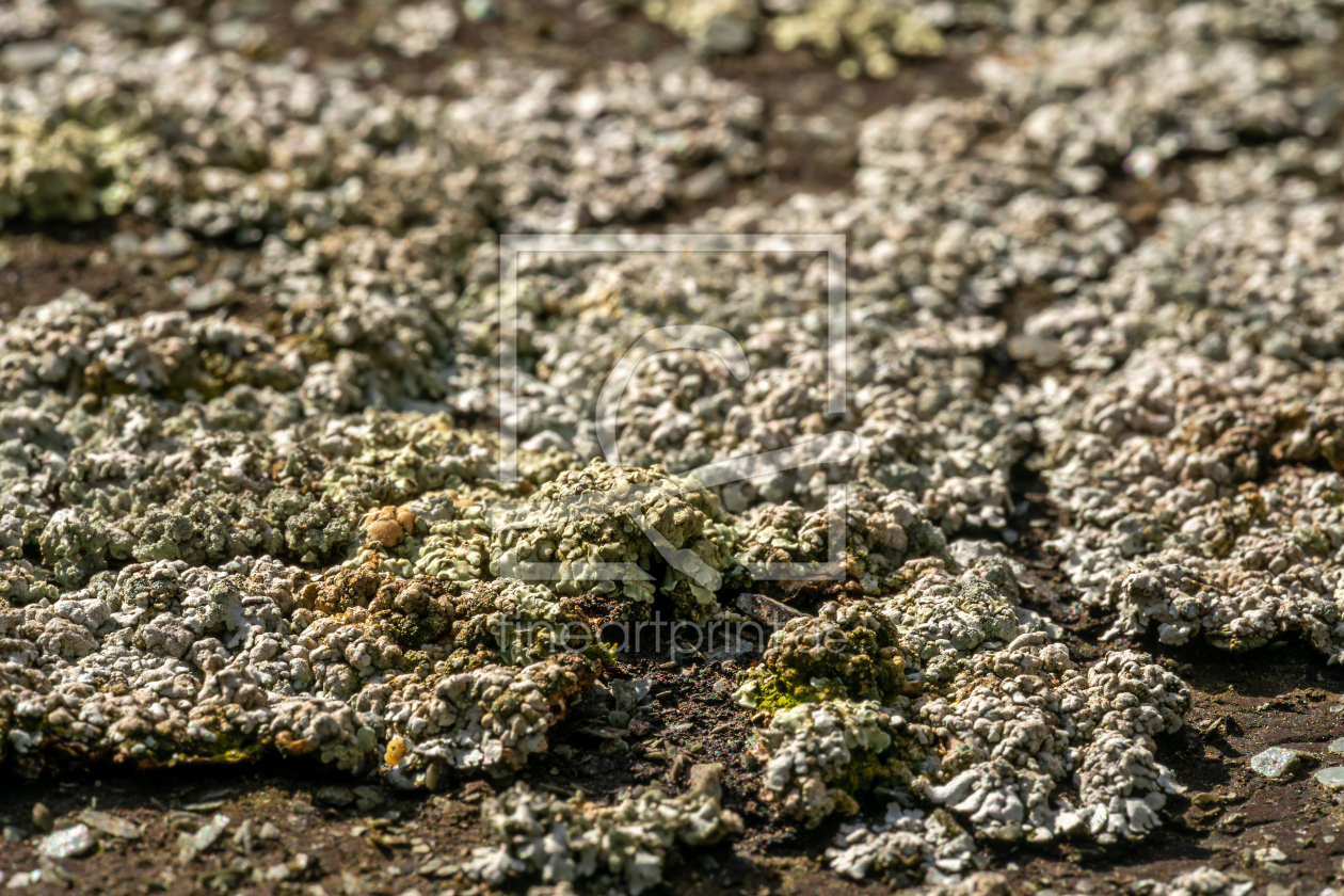 Bild-Nr.: 12964908 winzige Flechten auf Teerpappe erstellt von volker heide