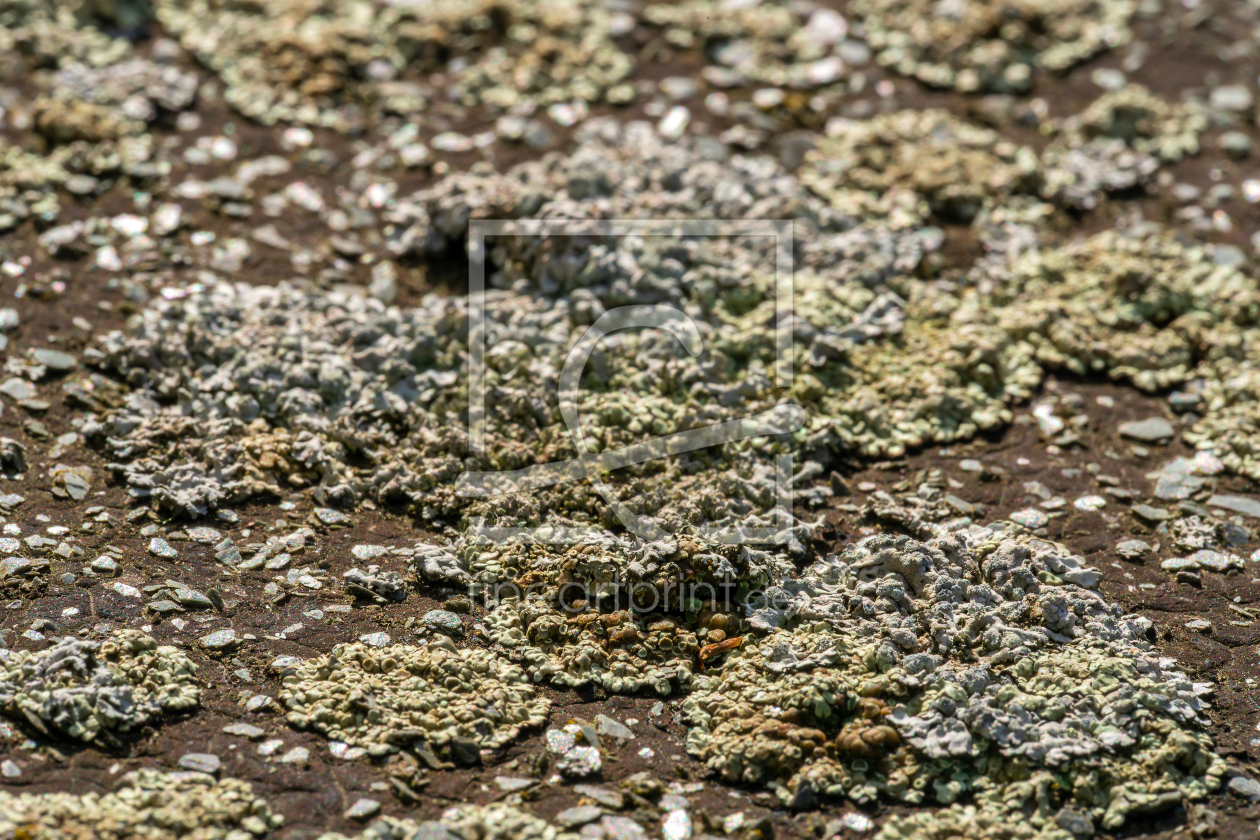 Bild-Nr.: 12964911 Überlebenskünster Flechte erstellt von volker heide
