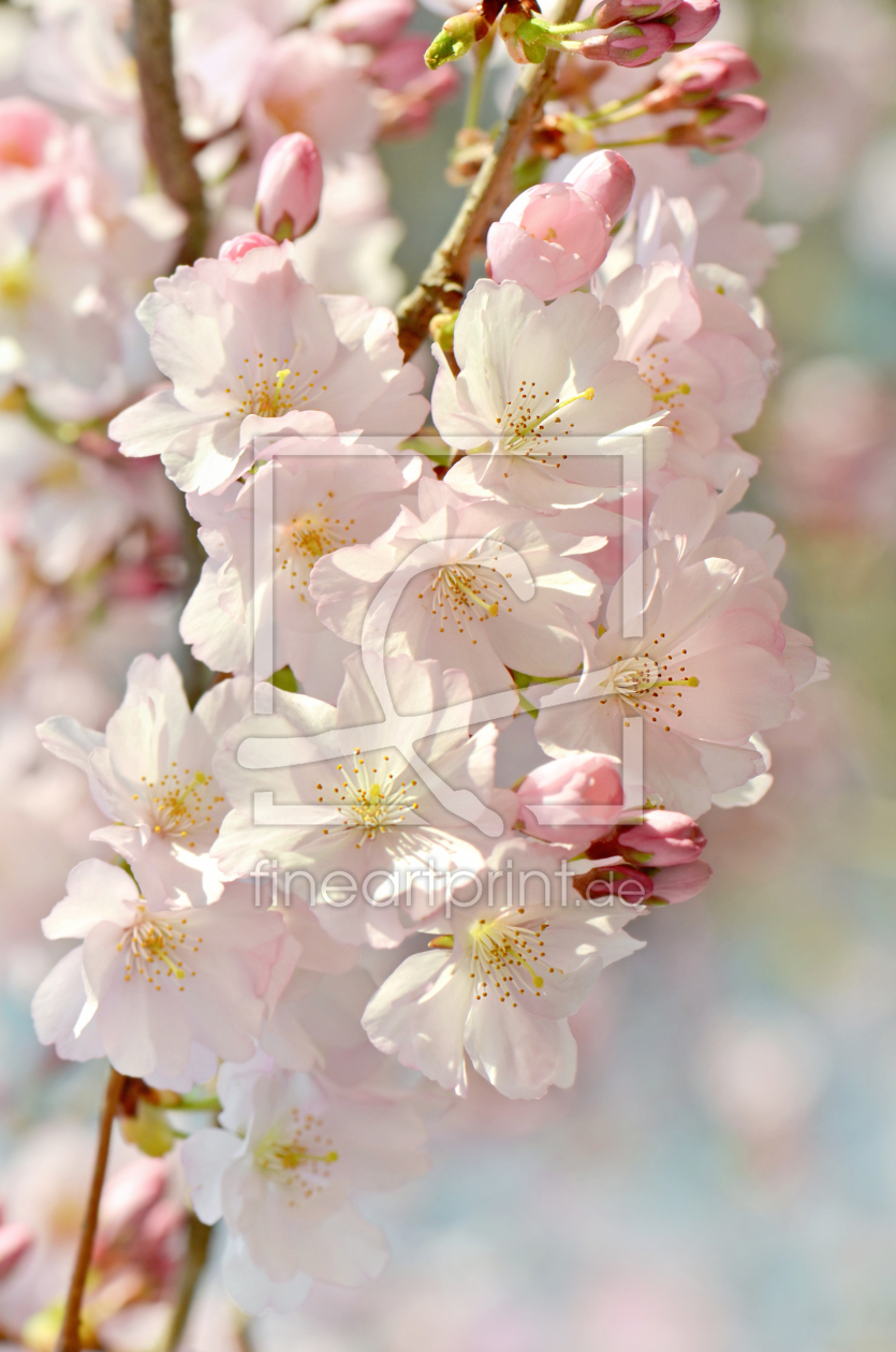 Bild-Nr.: 12964981 Kirschblüten      erstellt von Atteloi