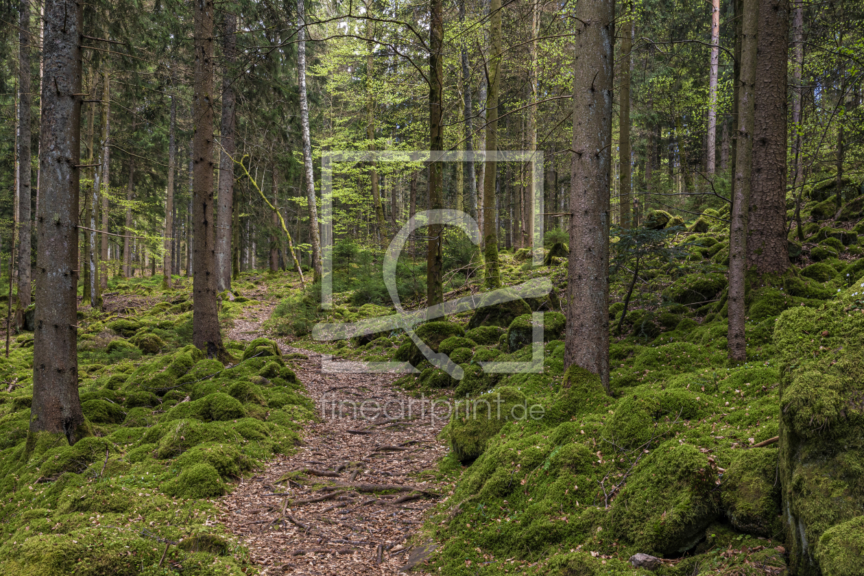 Bild-Nr.: 12965157 Wanderweg in Enzklösterle im Schwarzwald erstellt von dieterich