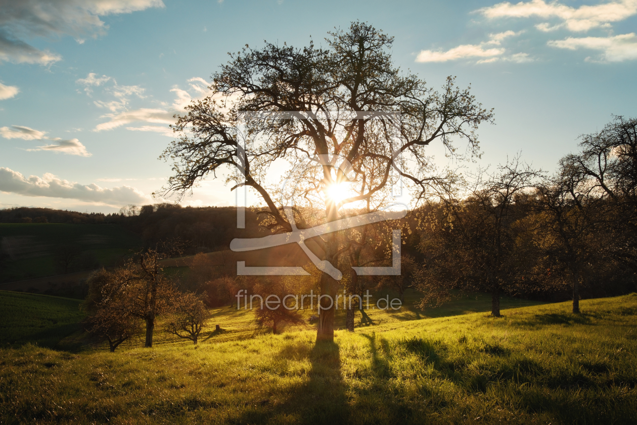 Bild-Nr.: 12965396 Sonne hinter Baum im Gegenlicht erstellt von Smileus