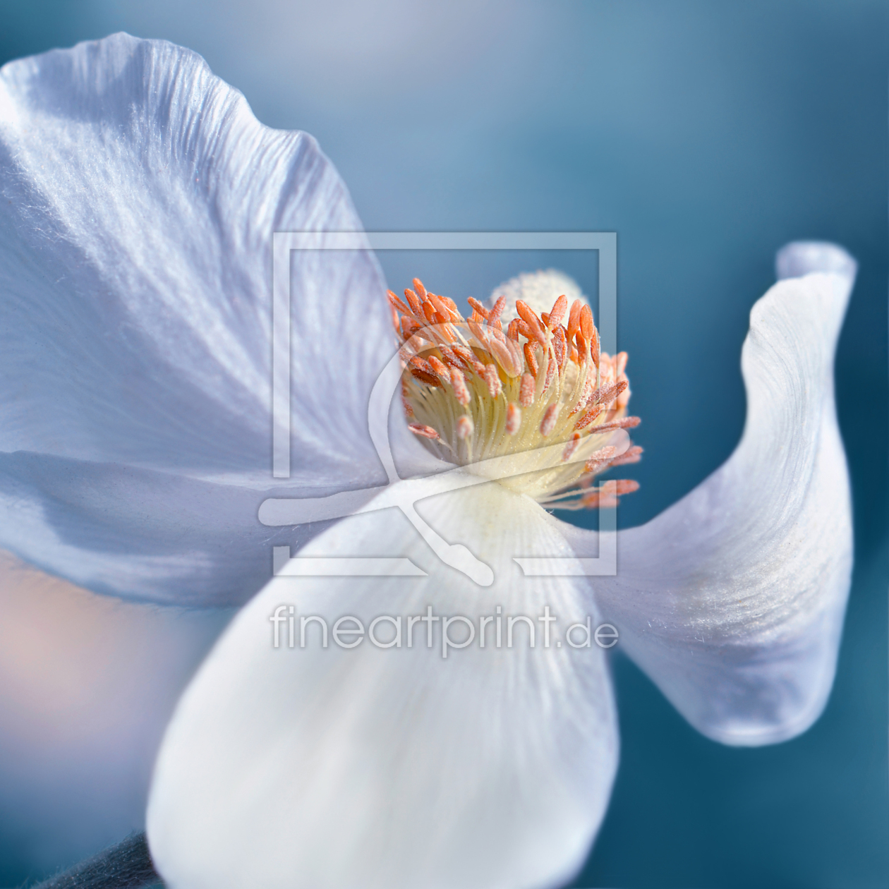 Bild-Nr.: 12965465 Anemone erstellt von Atteloi