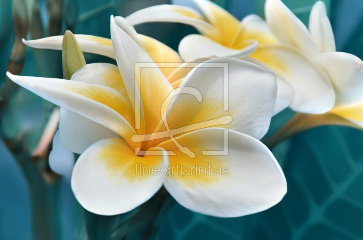Bild-Nr.: 12967408 Plumeria erstellt von Atteloi