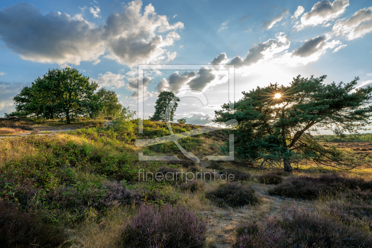 Bild-Nr.: 12967420 wunderschöne Landschaft in der Westruper Heide erstellt von volker heide