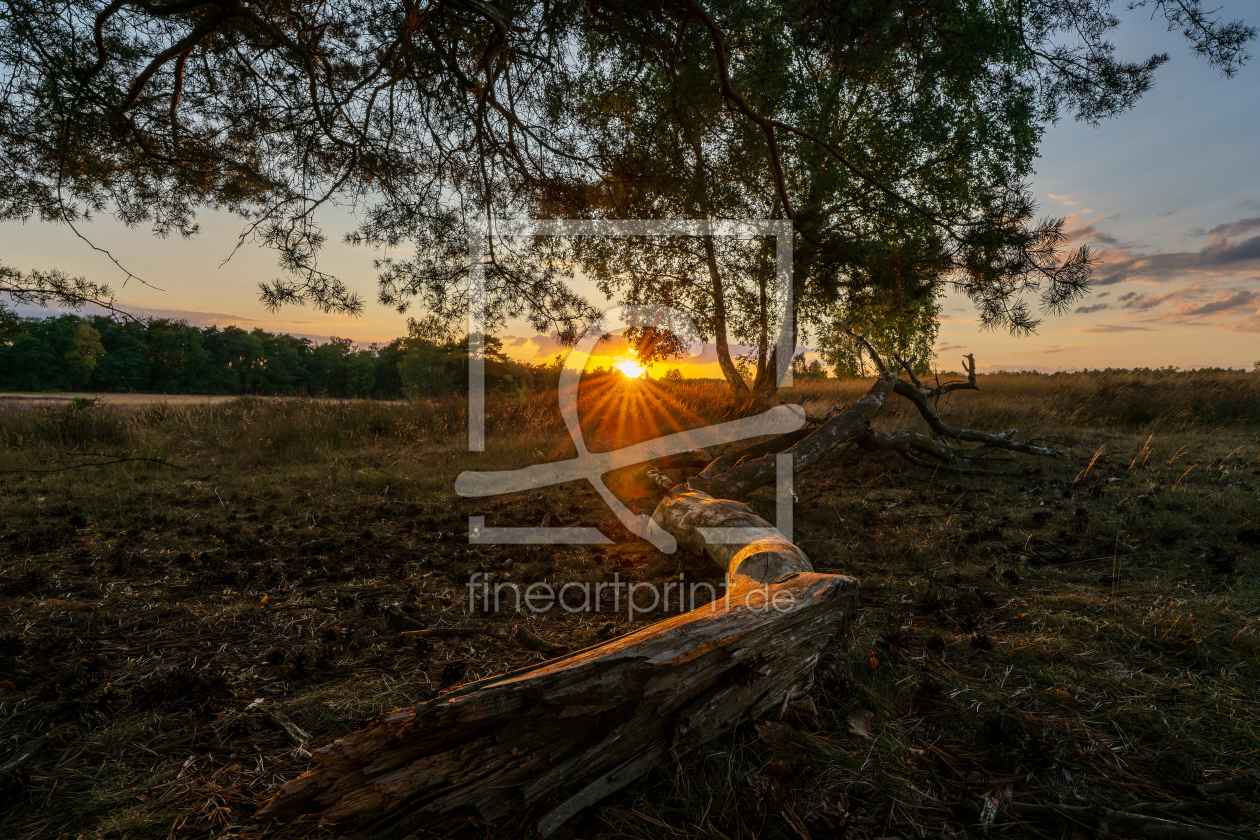 Bild-Nr.: 12967423 wunderschöner Sonnenuntergang in der Heide erstellt von volker heide