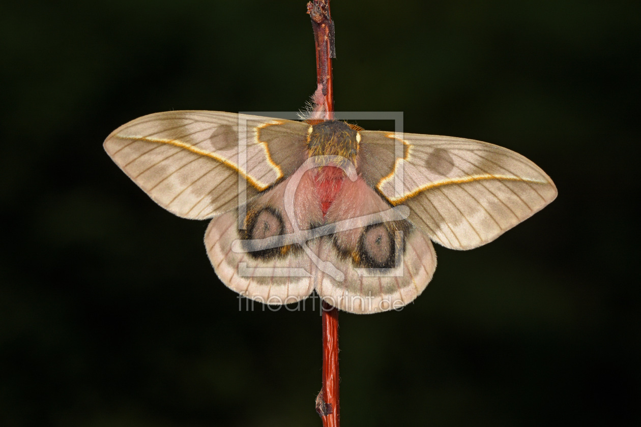 Bild-Nr.: 12967589 Pfauenspinner erstellt von GUGIGEI