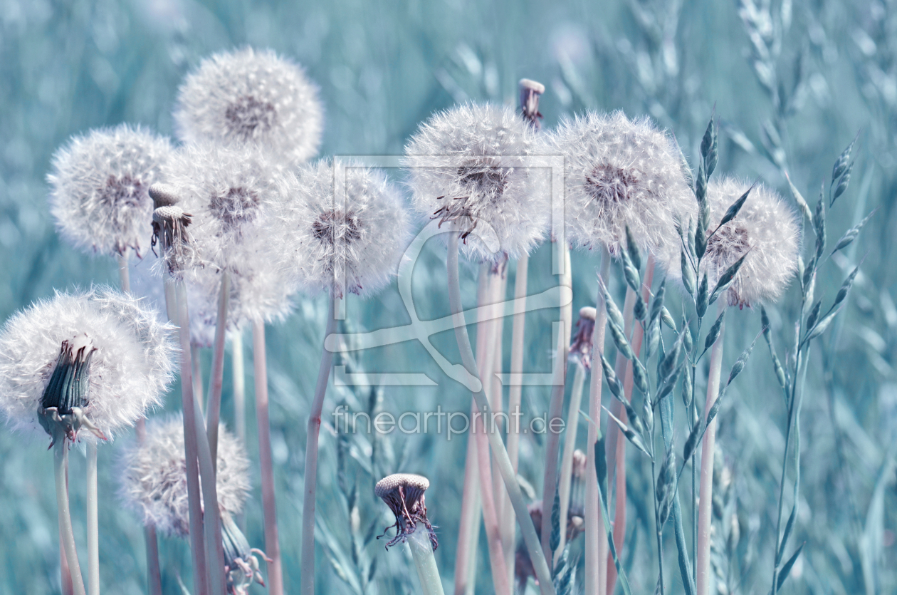 Bild-Nr.: 12967643 Pusteblumen erstellt von Atteloi