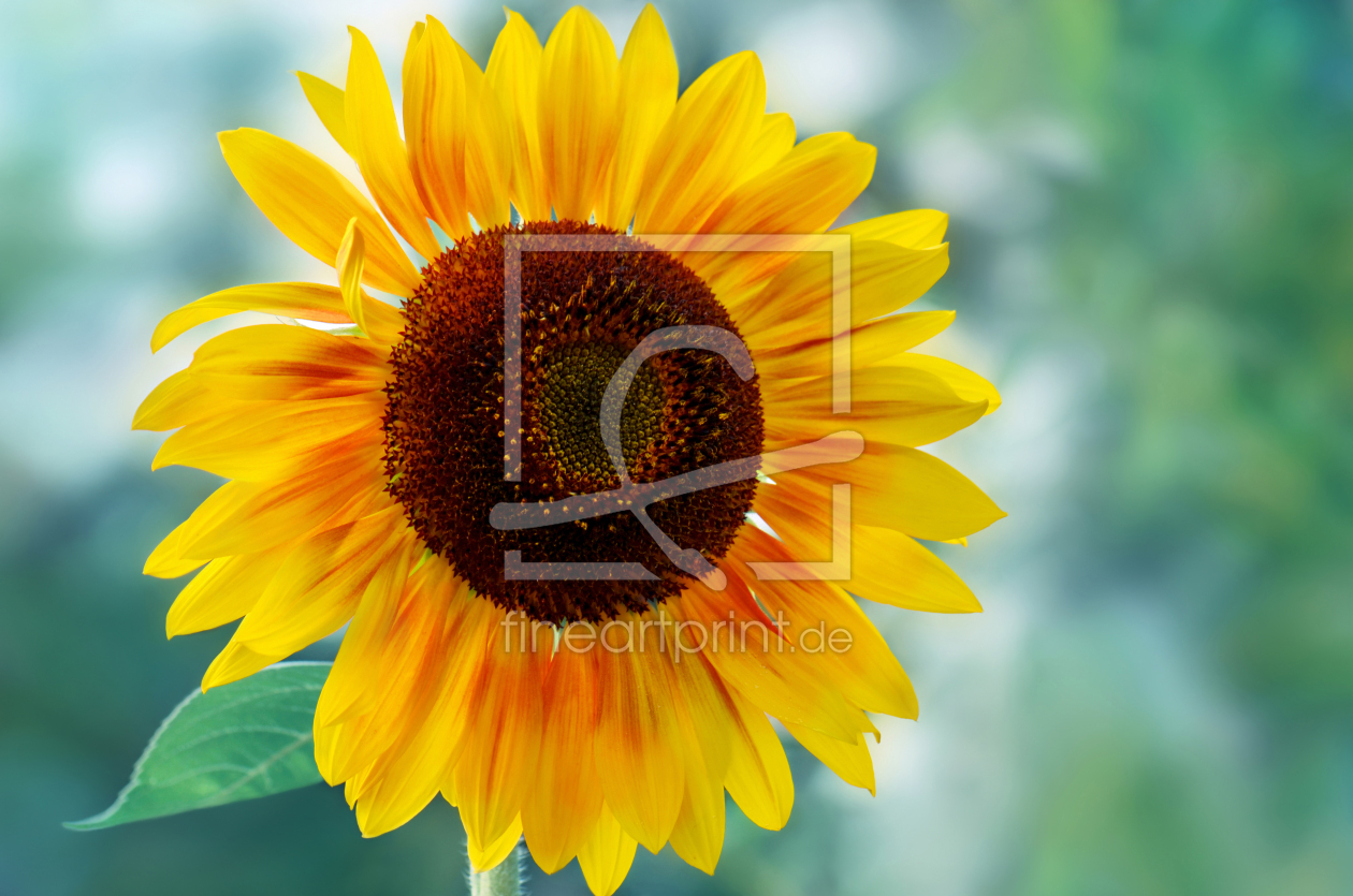 Bild-Nr.: 12967999 Sonnenblume erstellt von Atteloi