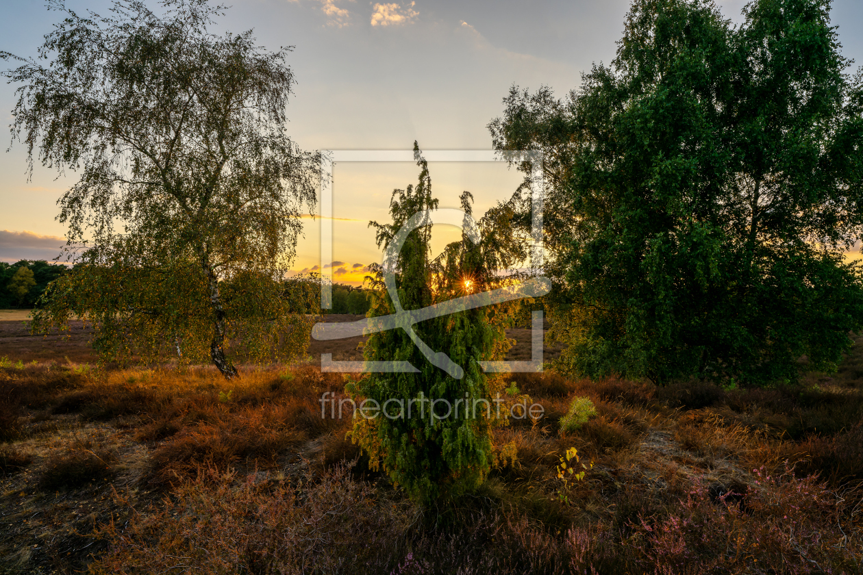 Bild-Nr.: 12968147 Abenddämmerung in der Westruper Heide erstellt von volker heide