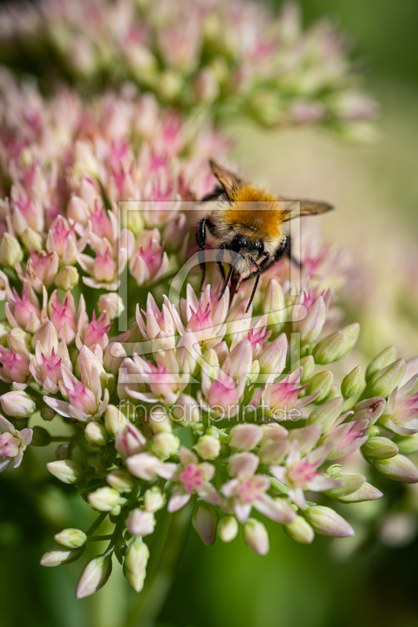 Bild-Nr.: 12968474 Hummel auf Fette Henne 04 erstellt von Erhard Hess