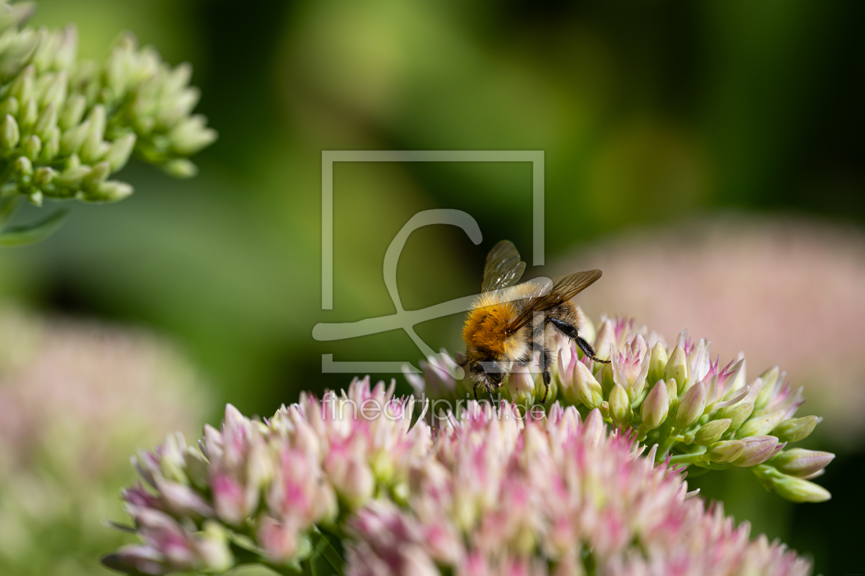 Bild-Nr.: 12968478 Hummel auf Fette Henne 28 erstellt von Erhard Hess