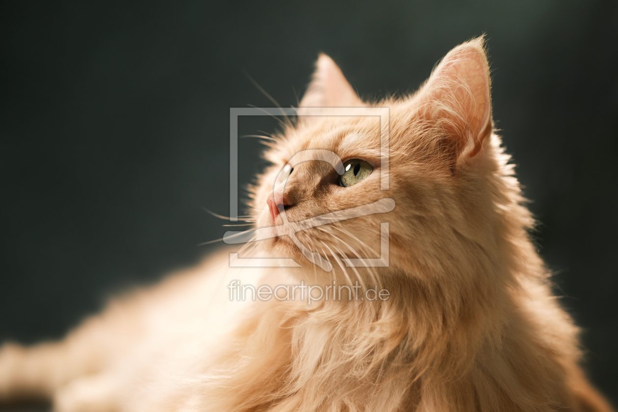 Bild-Nr.: 12968553 Tierporträt einer wunderschönen Perserkatze erstellt von Smileus