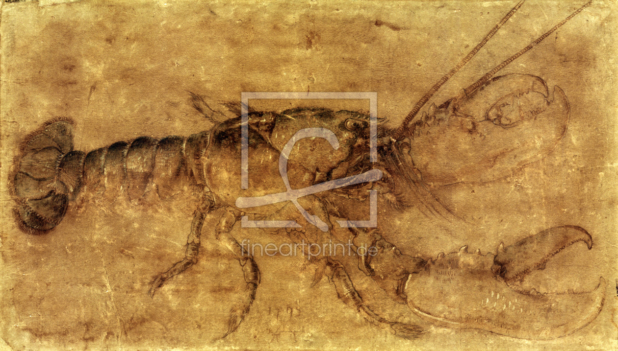 Bild-Nr.: 30003036 Lobster / Drawing by Dürer erstellt von Dürer, Albrecht