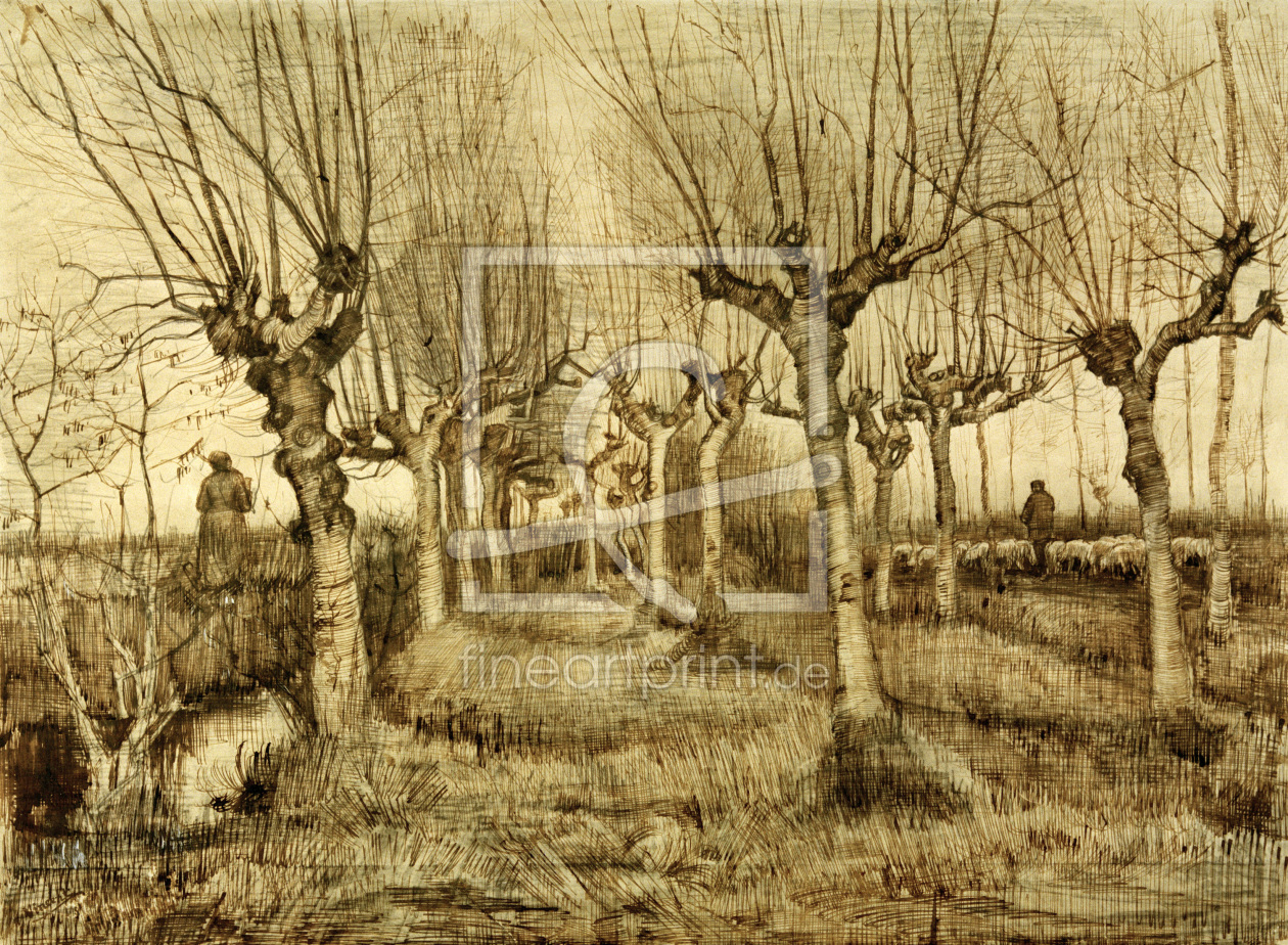 Bild-Nr.: 30003194 V.van Gogh, Pollard Birches / Draw./1884 erstellt von van Gogh, Vincent