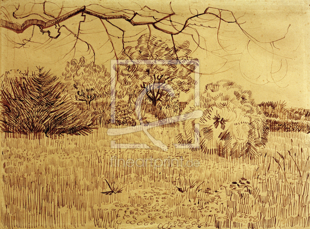 Bild-Nr.: 30003236 V.v.Gogh, Field w.Shrub / Drawing / 1888 erstellt von van Gogh, Vincent