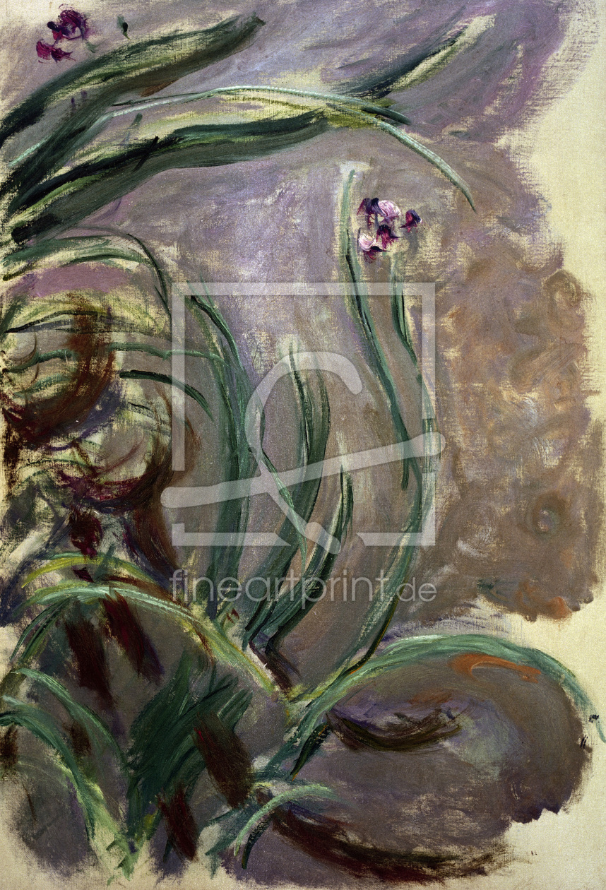 Bild-Nr.: 30004164 Monet / Irises / 1924/1925 erstellt von Monet, Claude